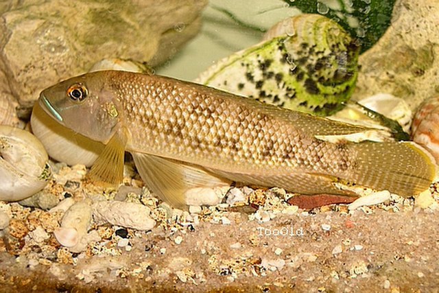 (Lamprologus) Род ЛАМПРОЛОГУСЫ, ЛАМПРОЛОГИ 19 видов